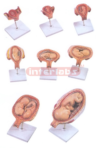 FEMALE PREGNANCY SERIES MODEL (8 PCS / SET)